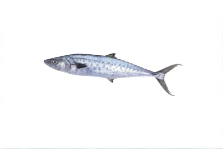 SEER FISH (VANJARAM) SLICES