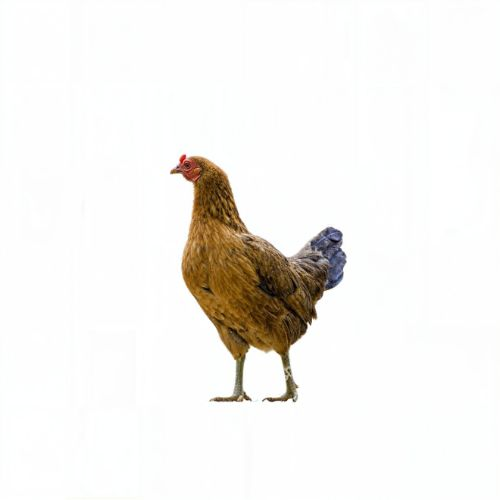 LIVE VILLAGE CHICKEN (WITH SKIN BURNT) CURRY CUT