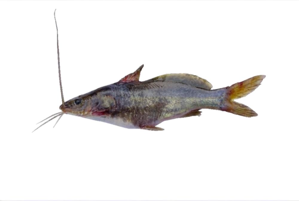 TENGRA